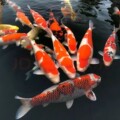中国金鱼之乡 老赵观赏鱼养殖基地