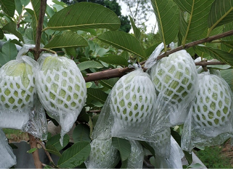 番石榴芭乐水果套袋厂