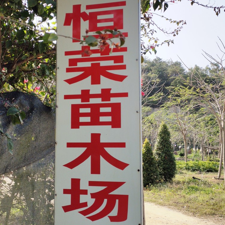 恒荣苗木场