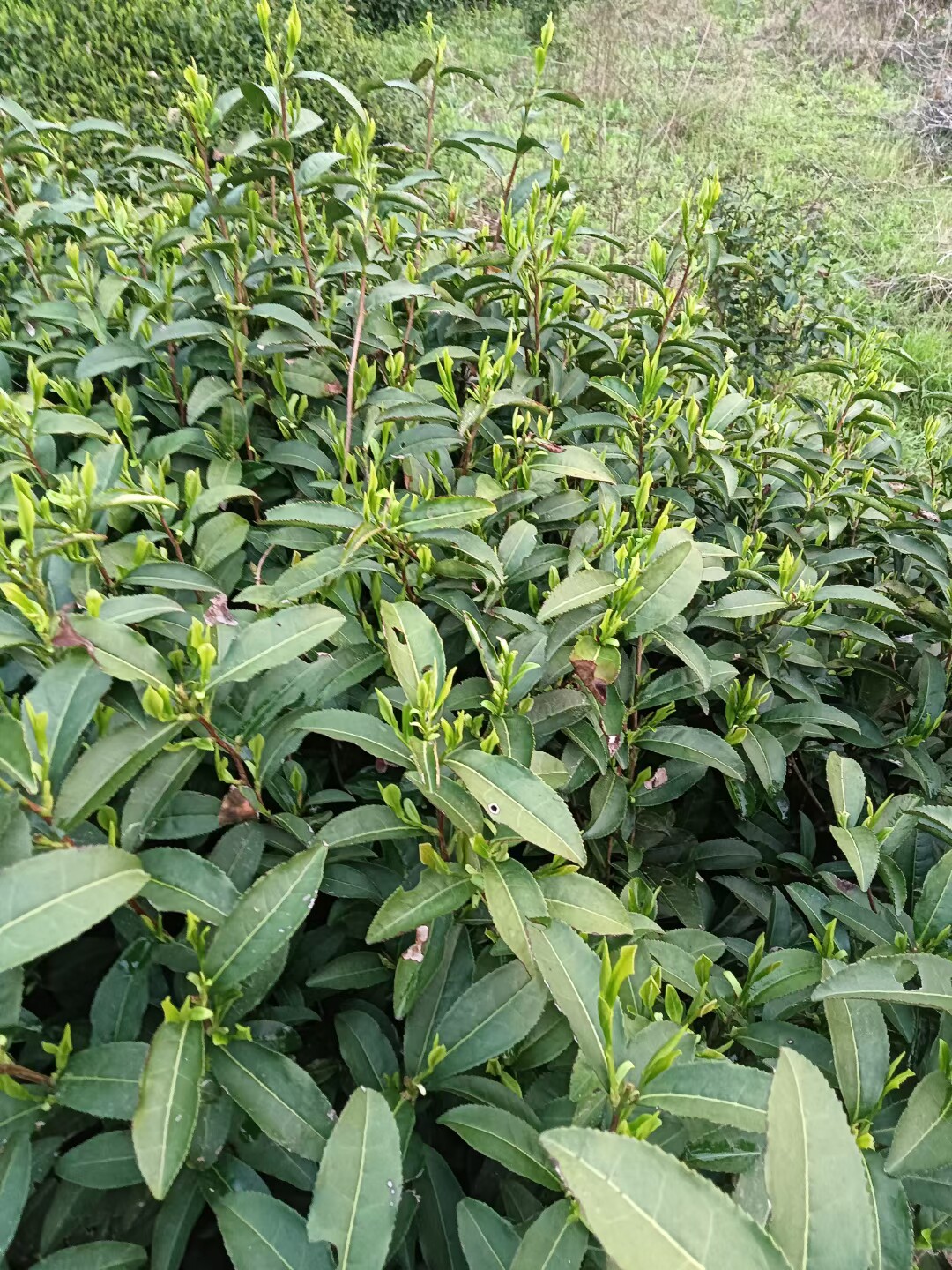 方氏茶业