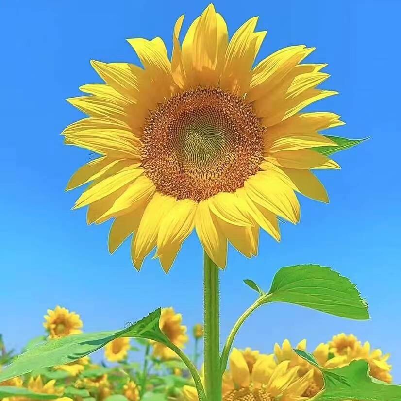 直心恭敬