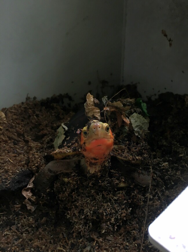 黄缘马克库