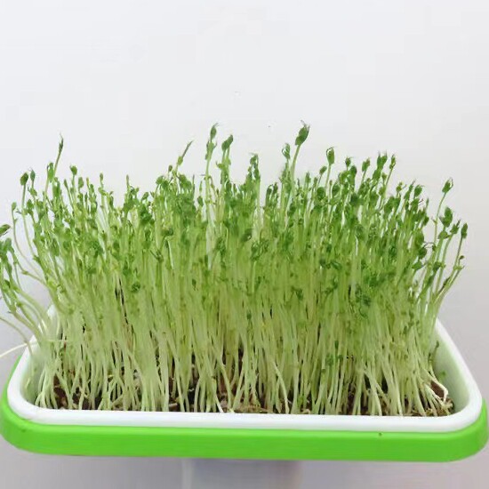 畅畅芽苗菜