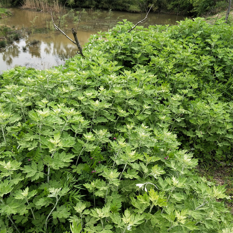大横山艾草