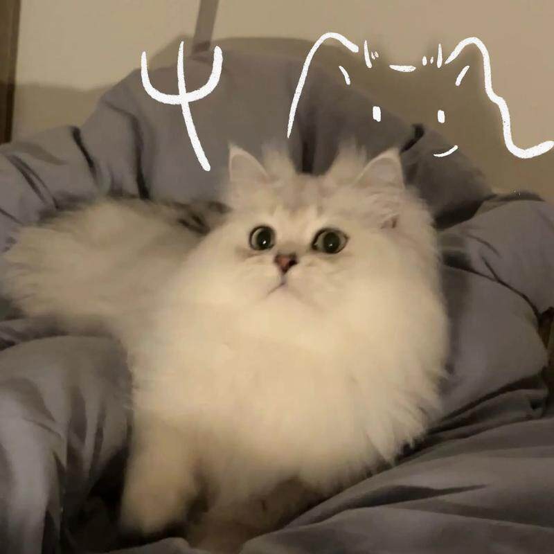 猫矮MAOAI 店铺LOGO