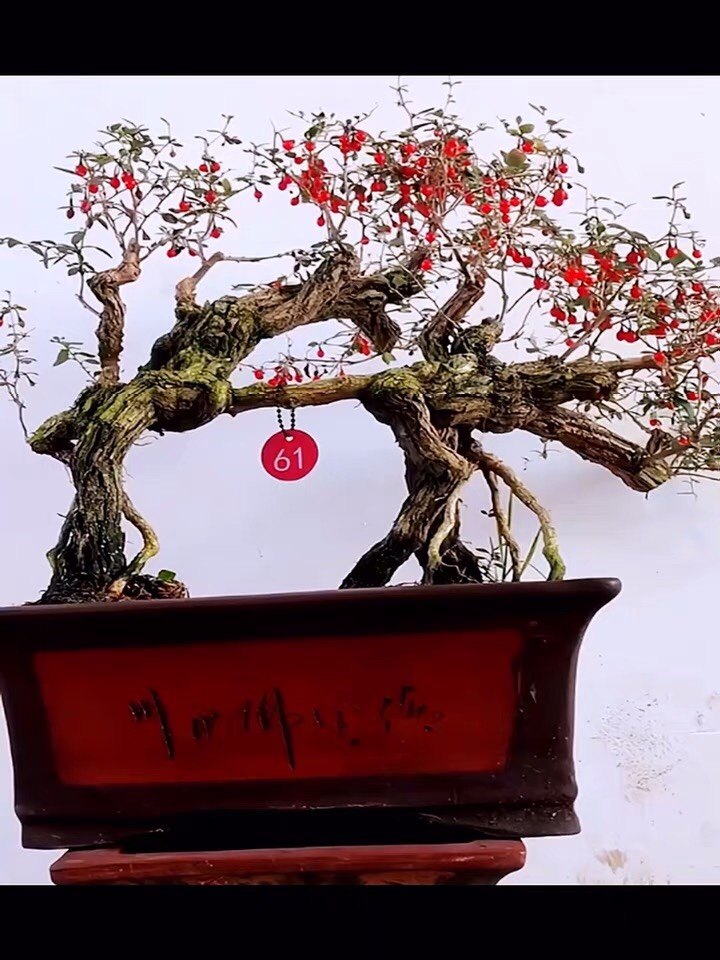 枸杞桩园