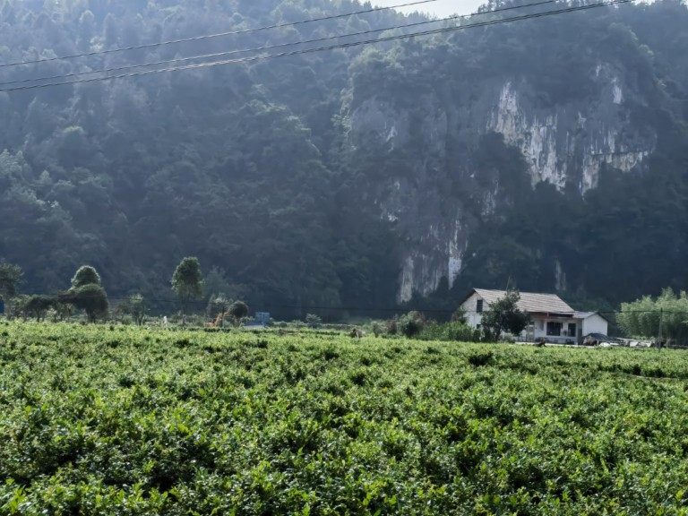 湘西张家界土特产莓茶