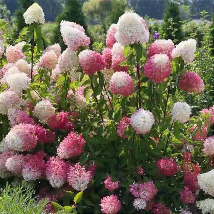 晓荷的花园