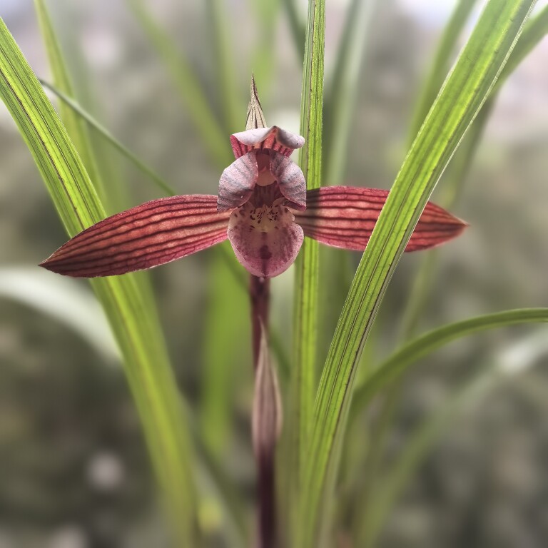 兰花专用植料
