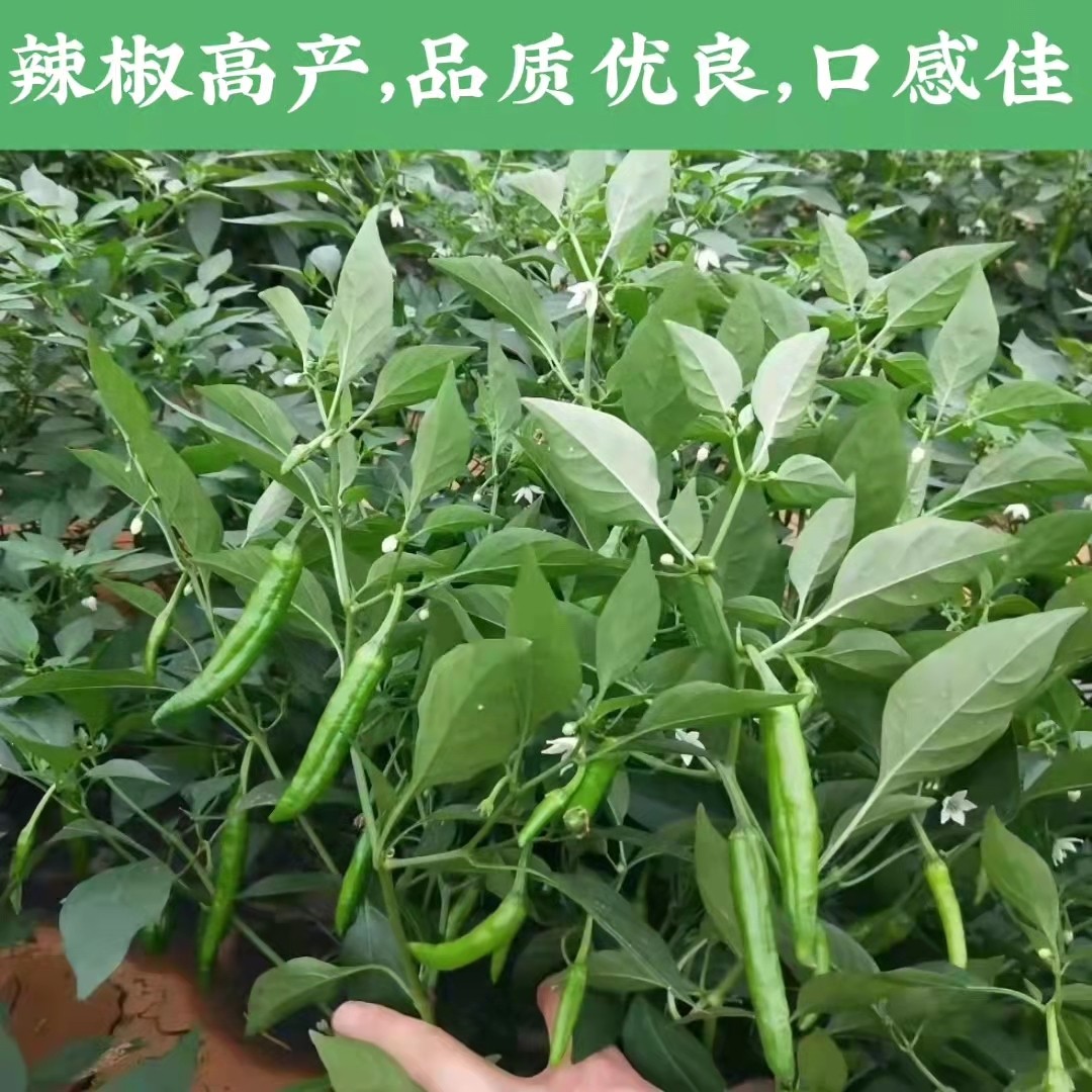 正宗樟树港辣椒种植基地的小店
