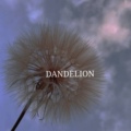 蒲公英女装DANDELION