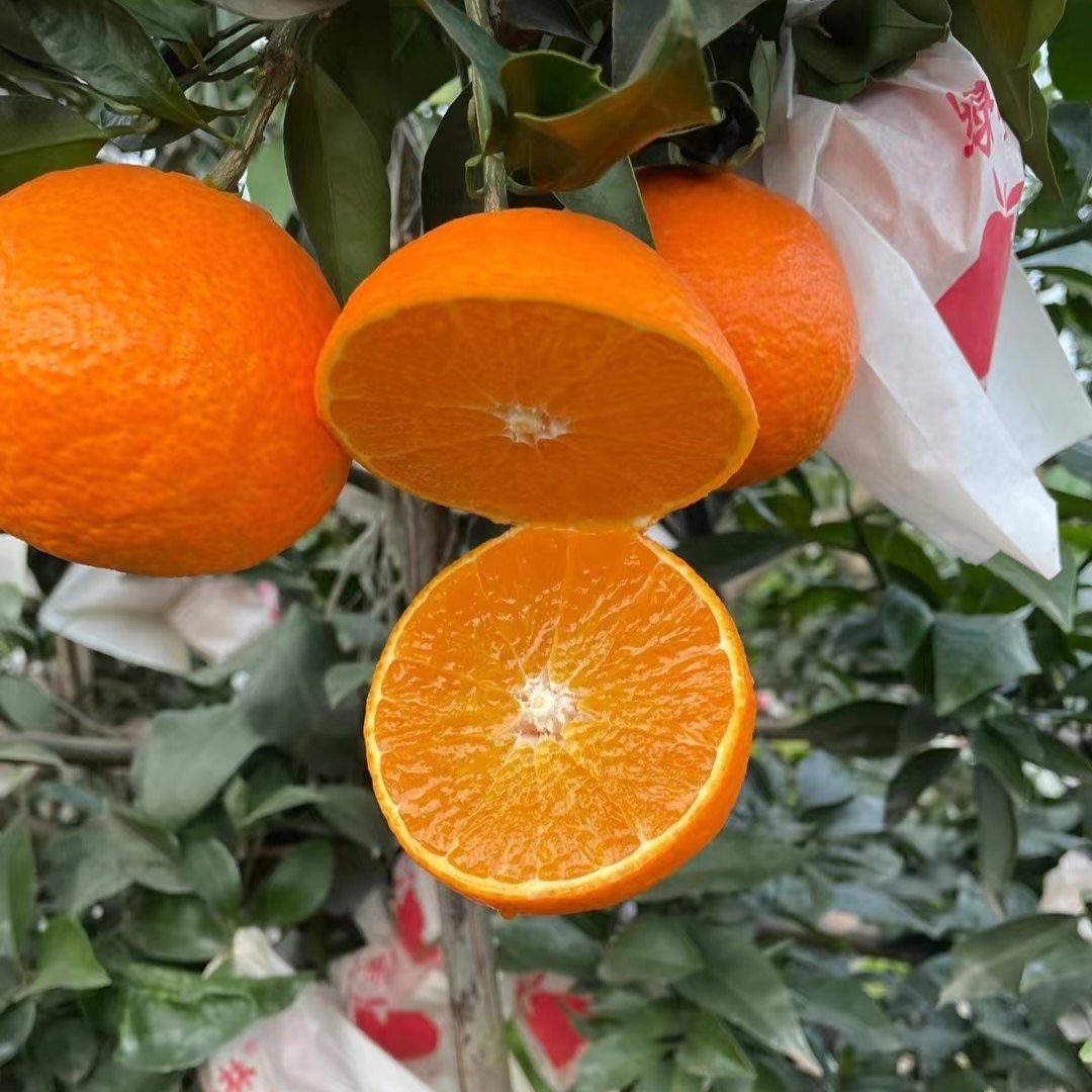 青柚园林