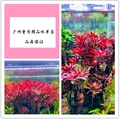 广州壹号精品水草店