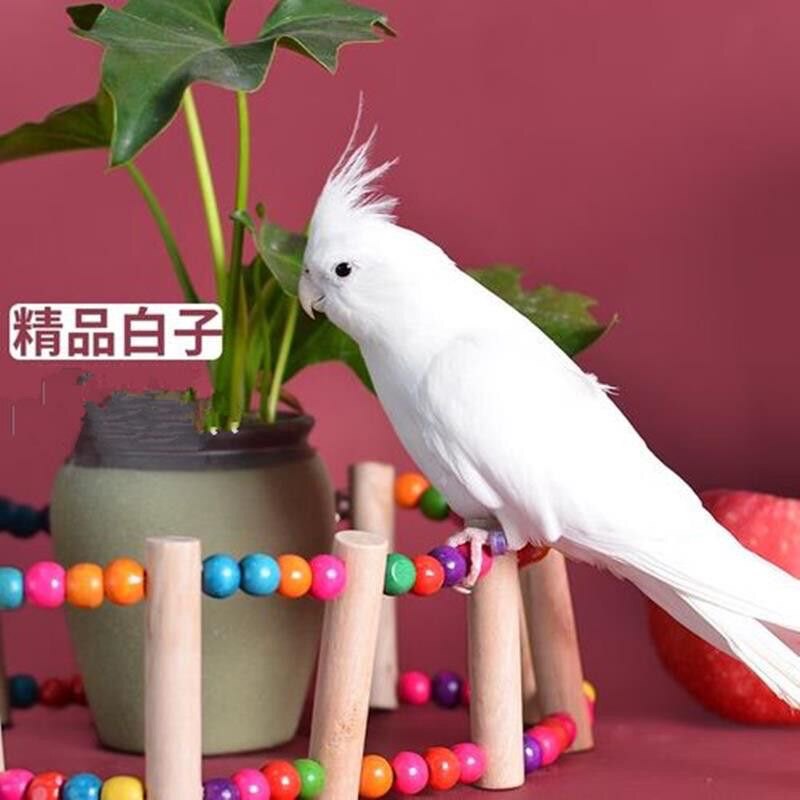 人工教育