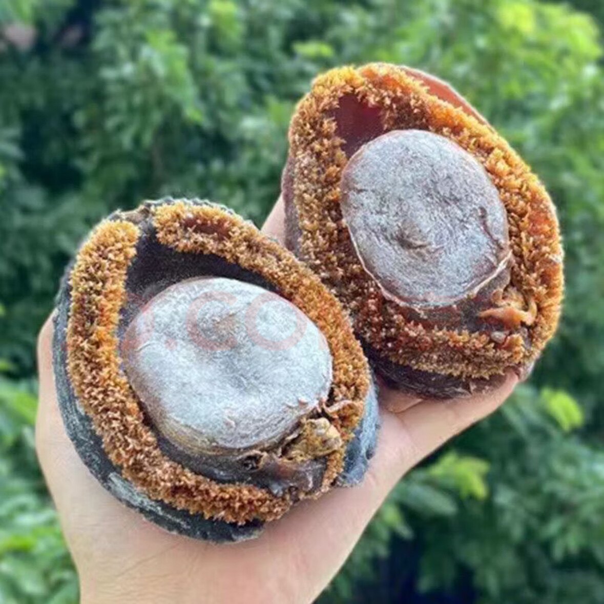 鲍大福滋补商行