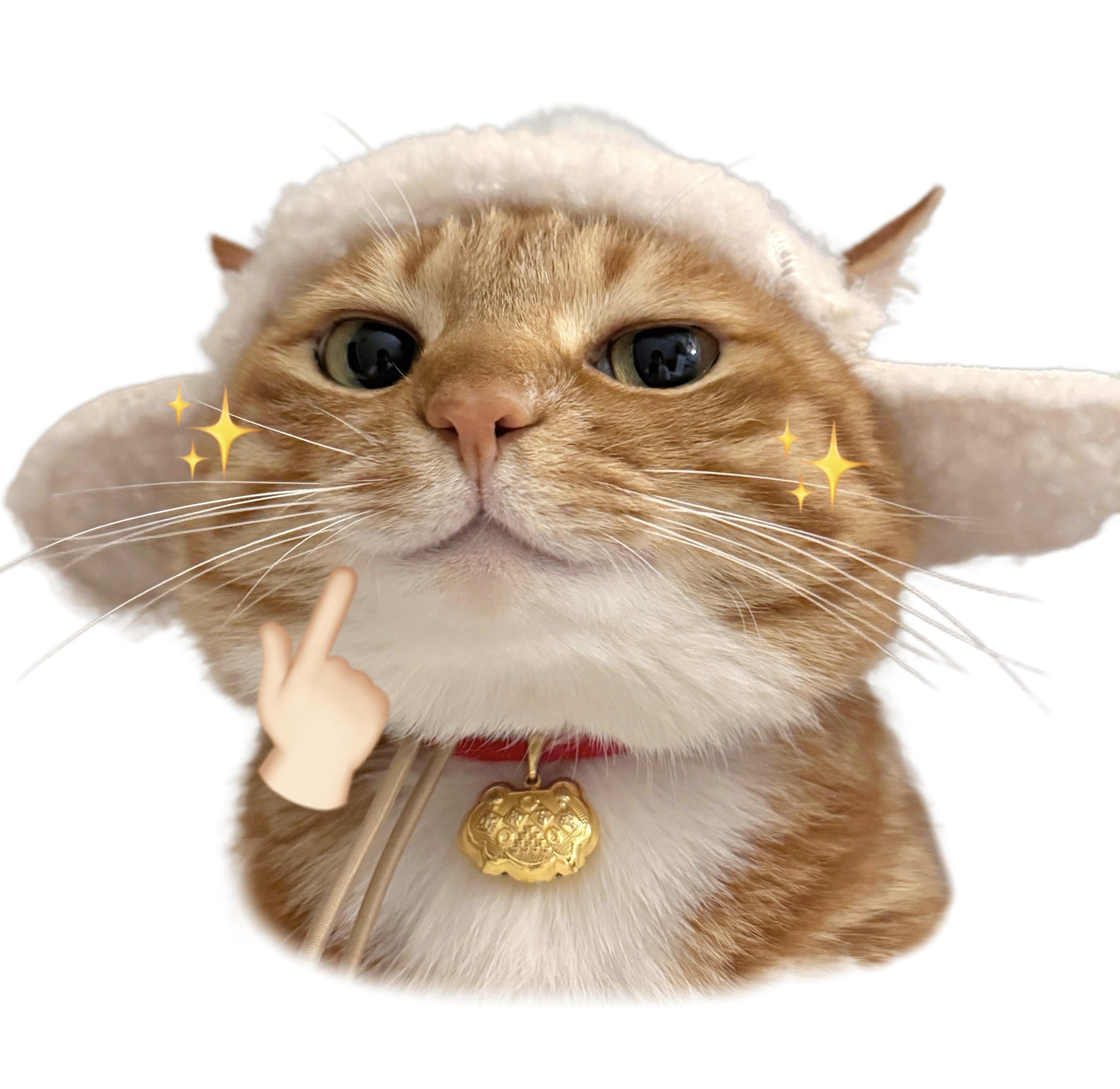反派小猫的小店