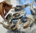才左水族工作室