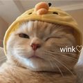 少君Cat
