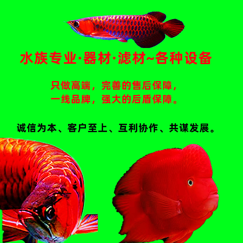 创宁水族品牌店