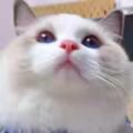 萌萌猫的小店 店铺LOGO
