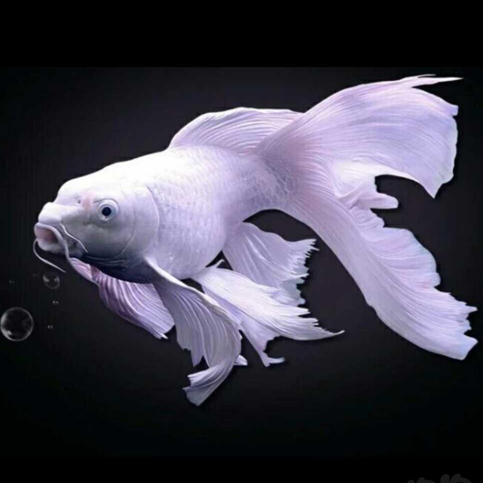 华牧渔业