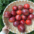 沂蒙桃仙子