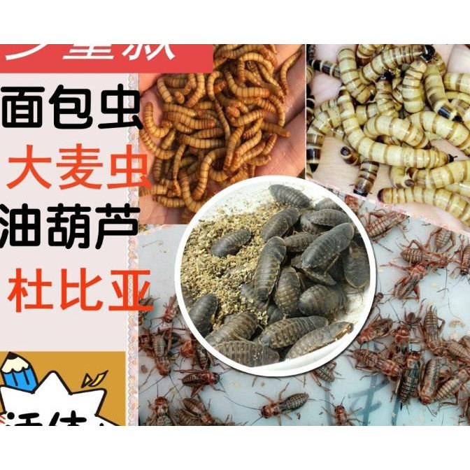 苏州爬宠饲料养殖基地