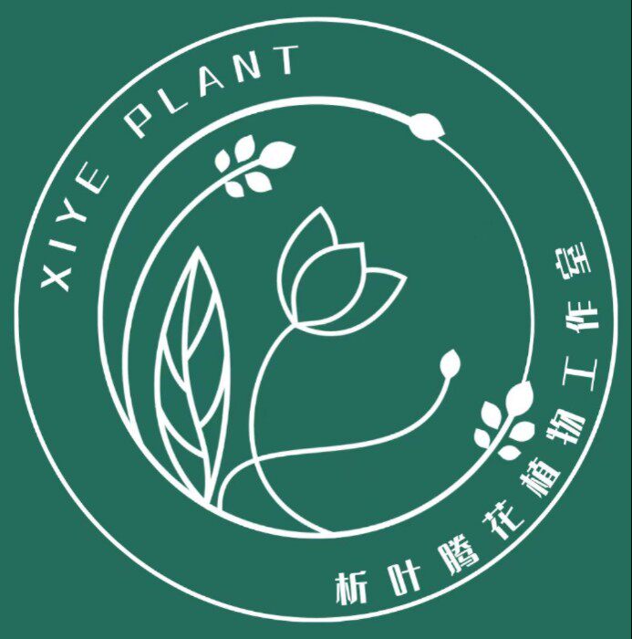 析叶腾花