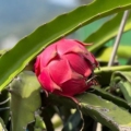 小岛鲜果