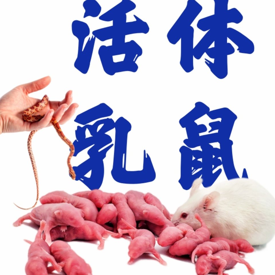 爬虫昆虫活物养殖