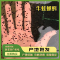 汕头市闽粤牛蛙种苗