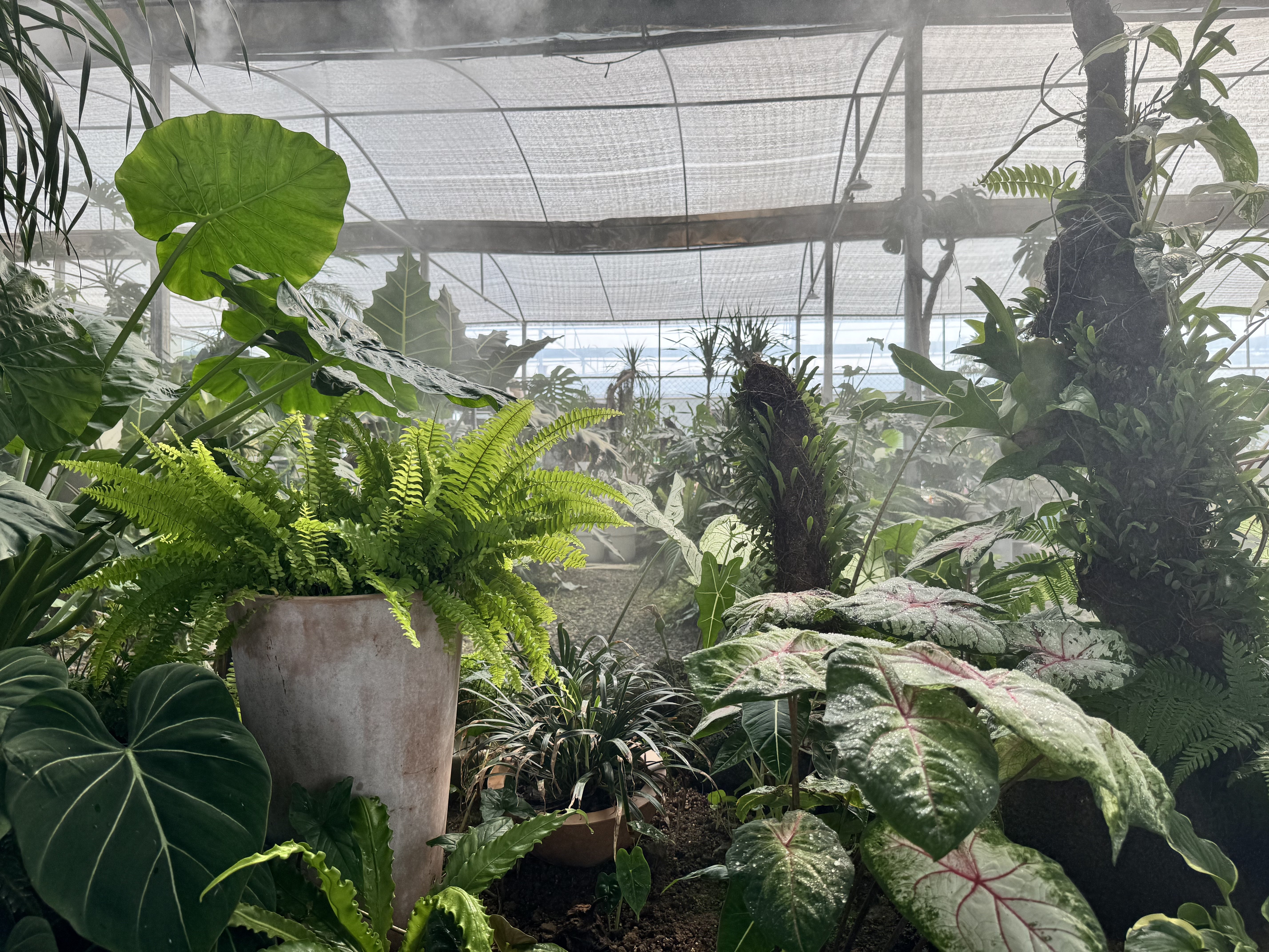 永恒植迹