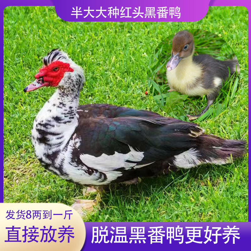 裕丰家禽店铺