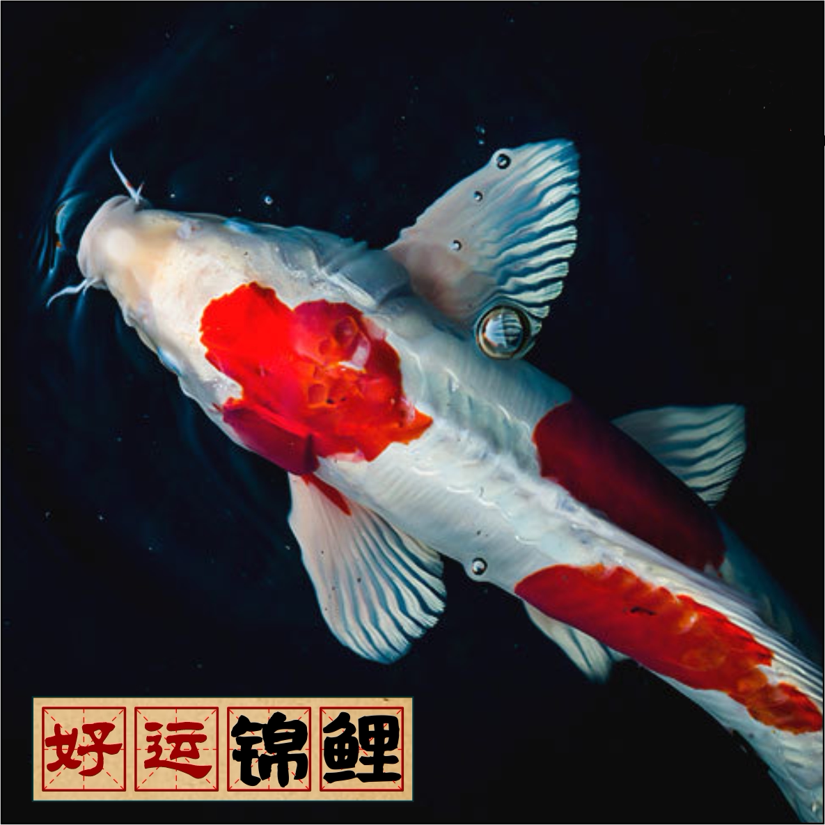 江小白锦鲤