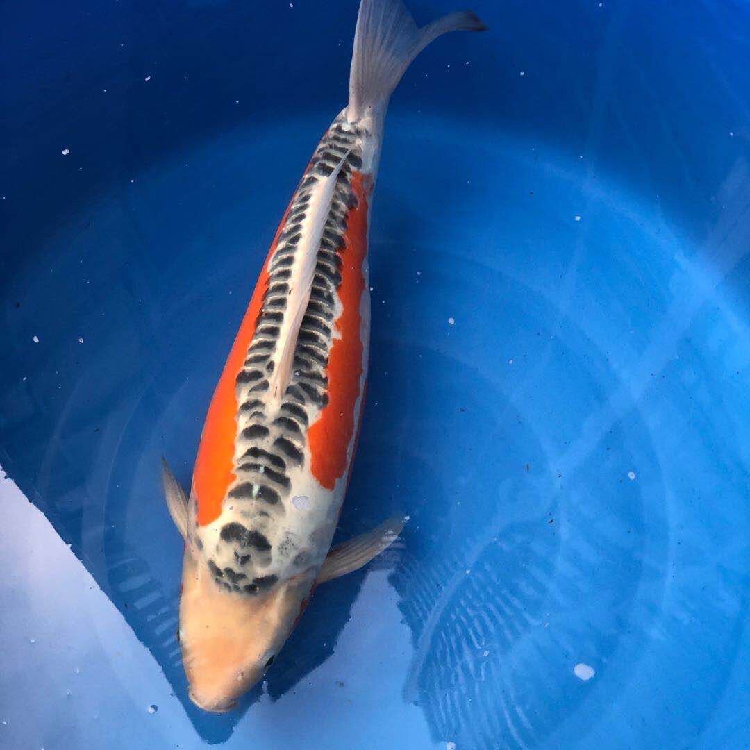 龙腾水族