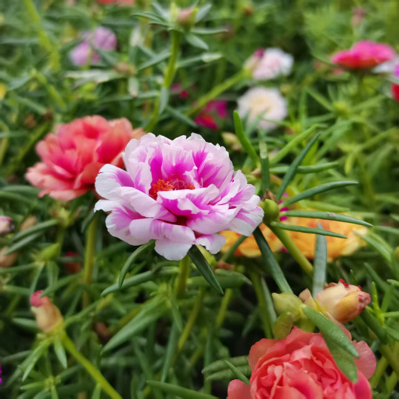 沐木太阳花基地