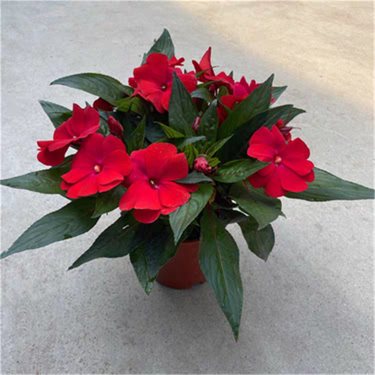 广州花博园绿植园艺