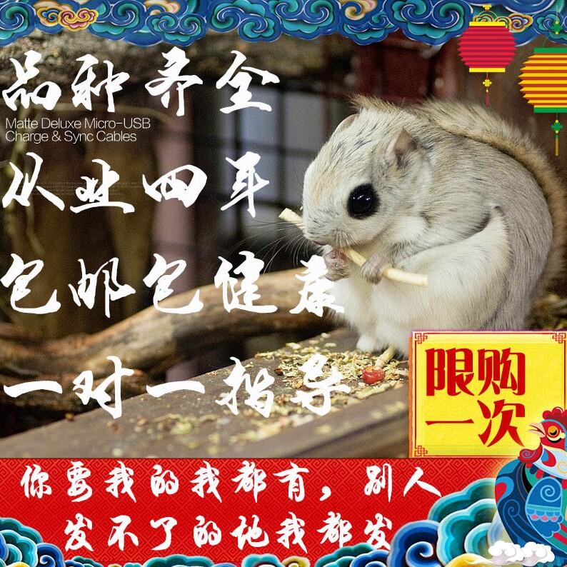华升松鼠养殖场