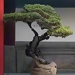 ming二