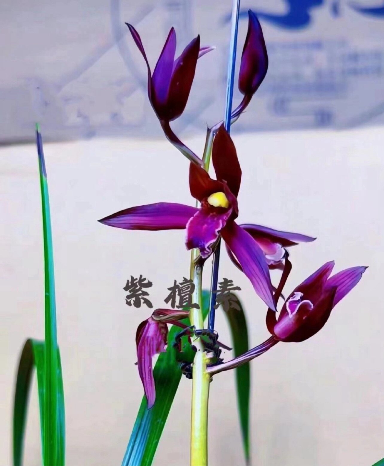 兰香千里