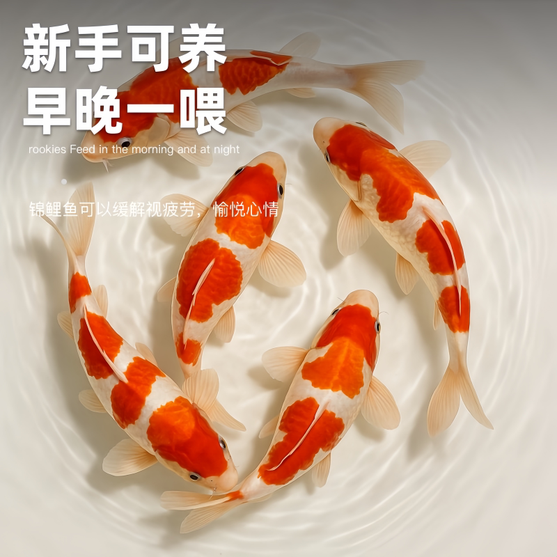 杜杜宠物馆