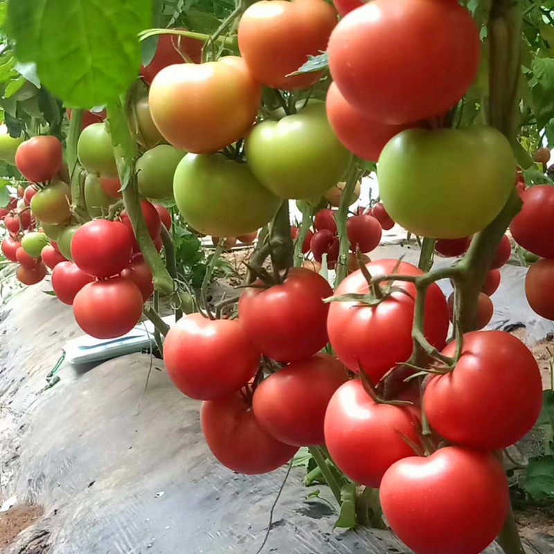 菜研园艺旗舰店