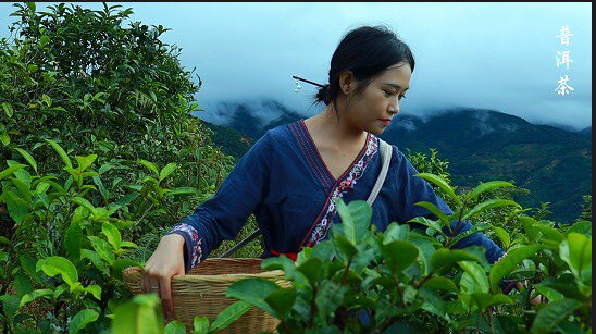 梅音那香五梁德昂酸茶 古树普洱茶
