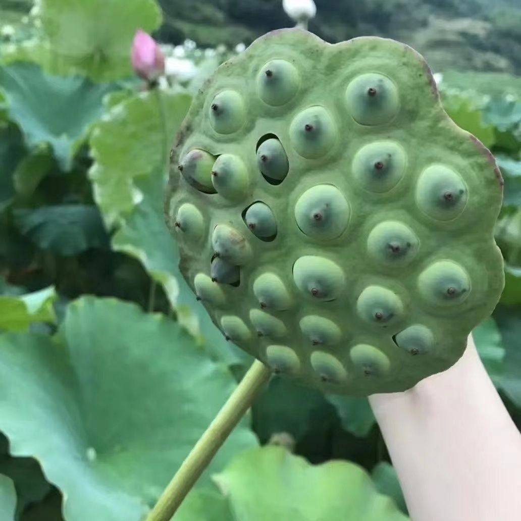 福建三友农家特产甄选