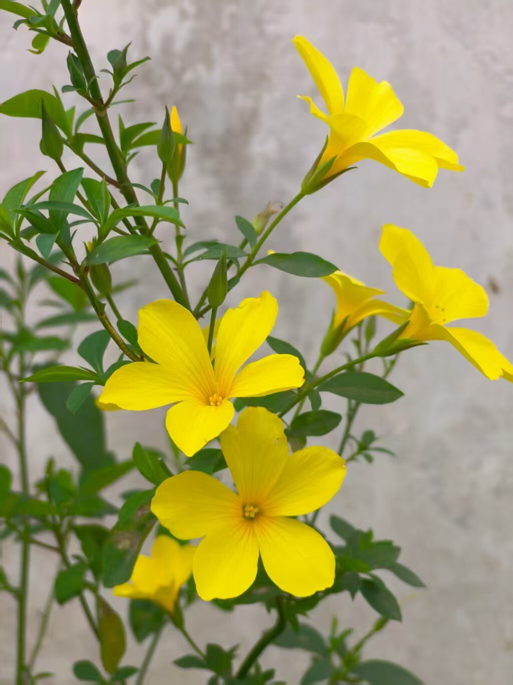 山里好物