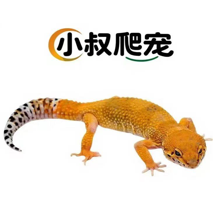 小叔爬宠