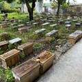 深山大型蜜蜂养殖场