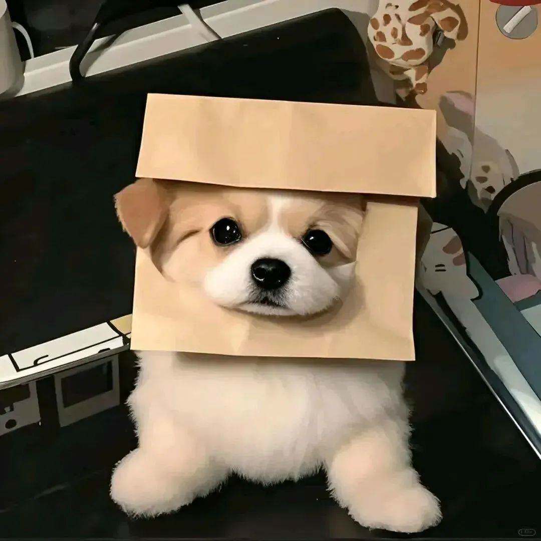懒洋洋本洋