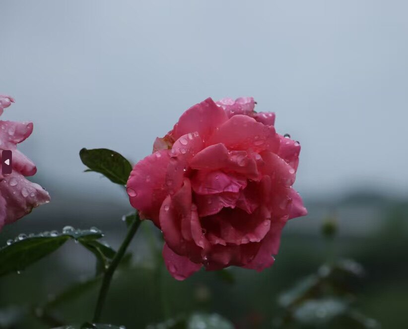 蝶梦花园饰品