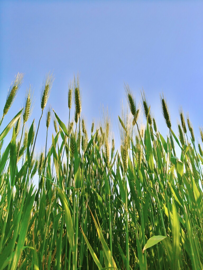 乡村土特产小店